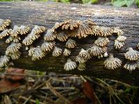 Schizophyllum umbrinum image