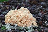 Ramaria formosa image