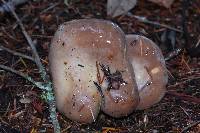 Lactarius californiensis image