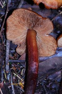 Phaeocollybia californica image