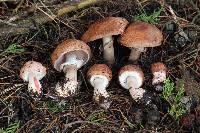 Agaricus brunneofibrillosus image