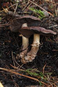 Agaricus brunneofibrillosus image