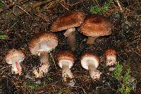 Agaricus brunneofibrillosus image