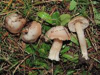 Inocybe albodisca image