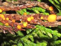 Pithya cupressina image