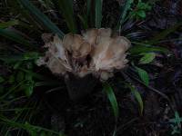 Gomphus clavatus image