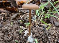 Entoloma hebes image