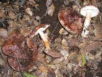 Tricholoma dryophilum image