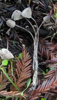 Mycena leptocephala image