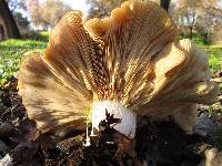 Clitocybe brunneocephala image