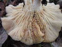 Clitocybe brunneocephala image