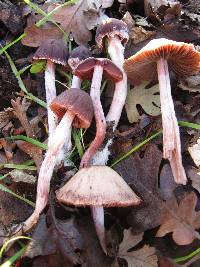 Psathyrella bipellis image