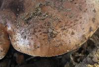 Tricholoma dryophilum image