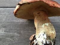 Leccinum manzanitae image