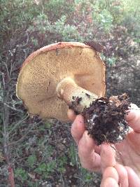 Leccinum manzanitae image