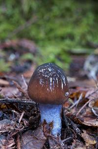 Cortinarius vanduzerensis image