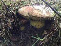 Boletus regius image