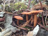 Lactarius fragilis var. rubidus image