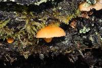 Chrysomphalina aurantiaca image