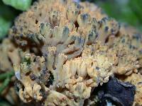 Ramaria abietina image