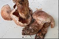 Cortinarius subferrugineus image