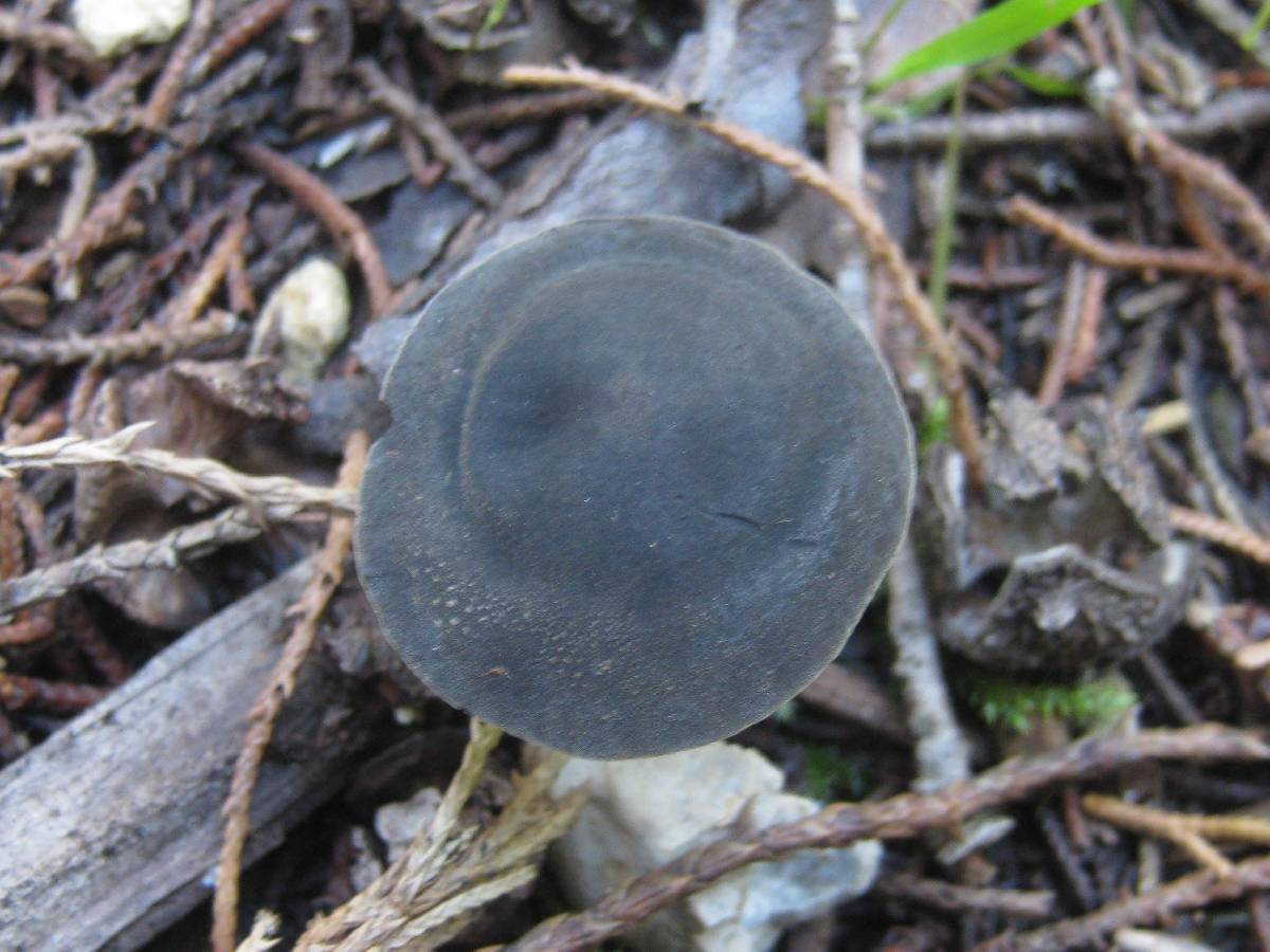 Panaeolus guttulatus image