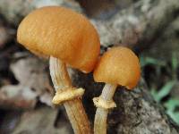 Conocybe blattaria image