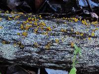 Dacrymyces stillatus image