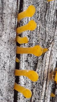 Dacryopinax spathularia image