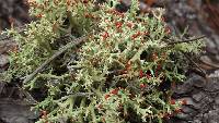 Cladonia leporina image