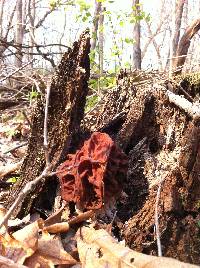 Gyromitra caroliniana image