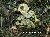 Hygrocybe caespitosa image