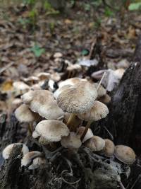 Mycena inclinata image