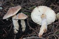 Lepiota spheniscispora image