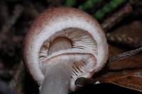 Lepiota castaneidisca image