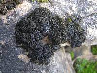 Collema auriforme image