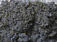 Collema auriforme image