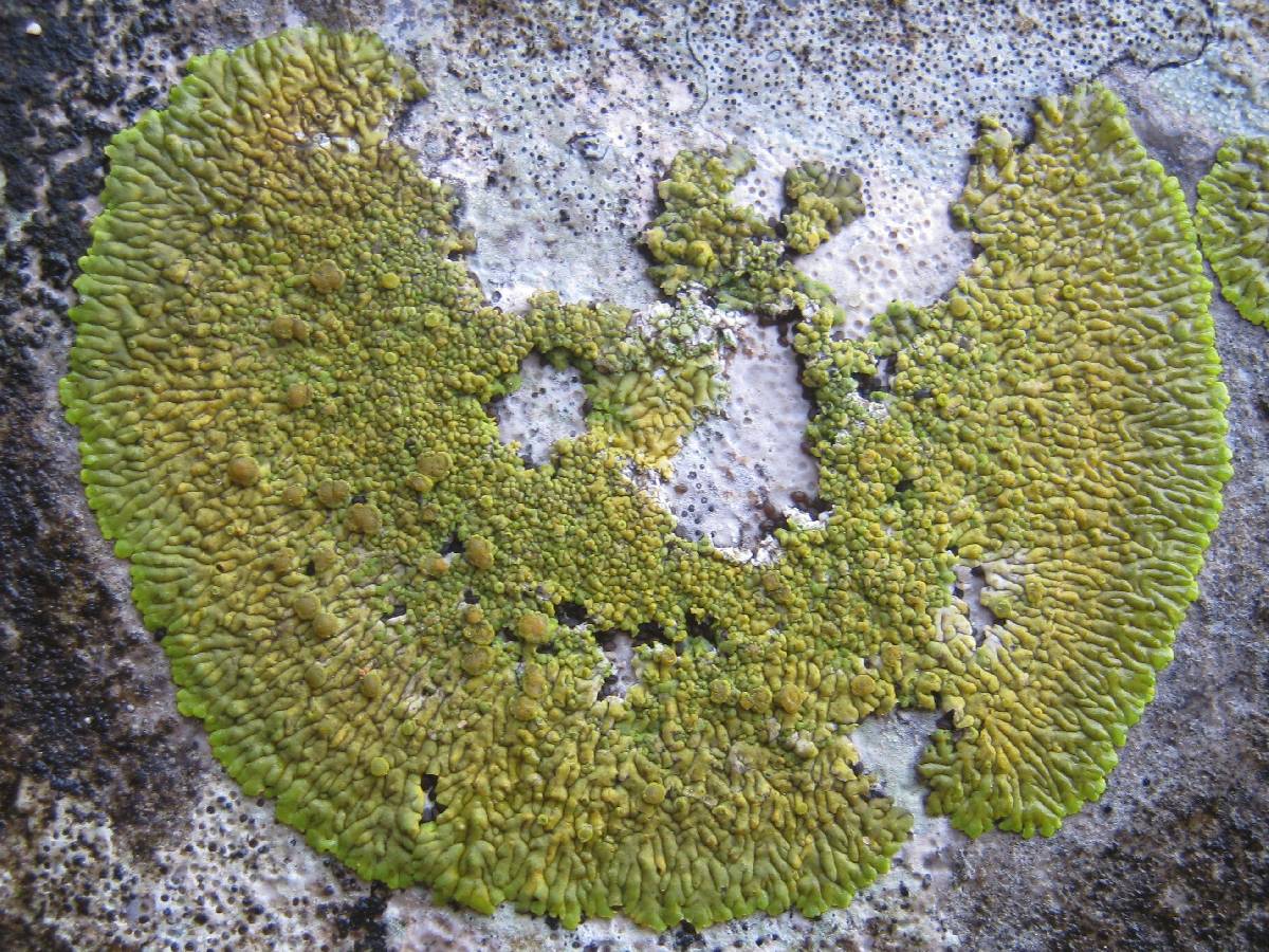 Caloplaca thallincola image