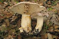 Lactarius argillaceifolius var. megacarpus image