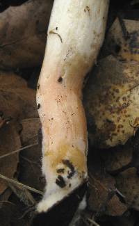 Hygrophorus eburneus image