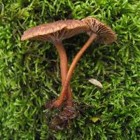 Gymnopus fuscopurpureus image