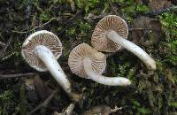 Inocybe insinuata image