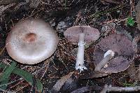 Agaricus hondensis image