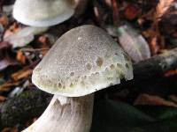 Tricholoma saponaceum image