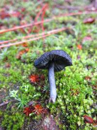 Entoloma serrulatum image