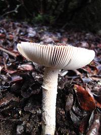 Amanita pachycolea image