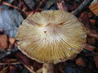 Inocybe sororia image