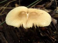 Mycena galericulata image