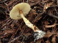 Lepiota magnispora image