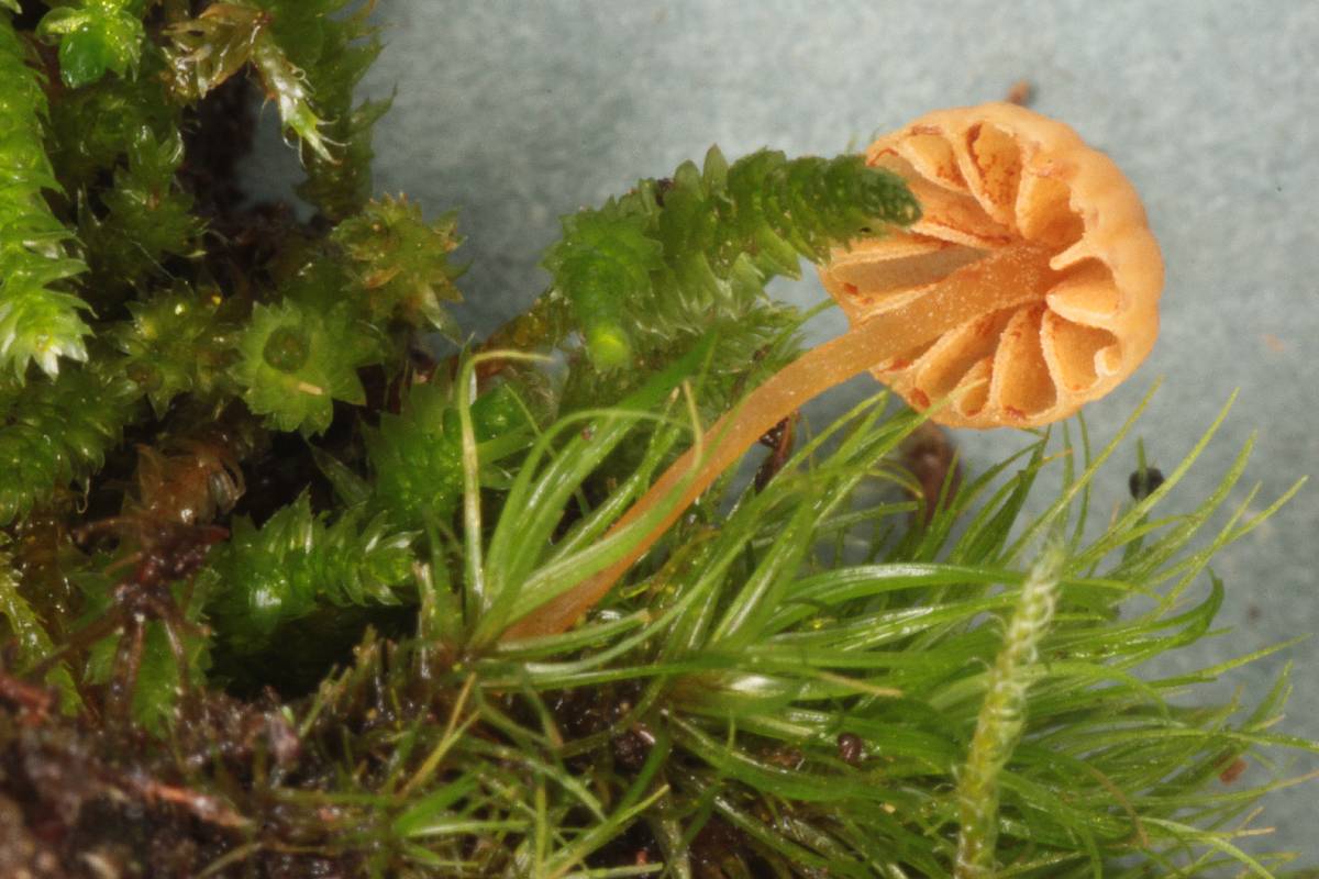 Galerina filiformis image